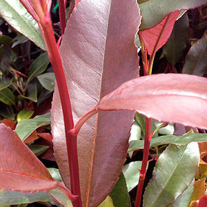 Photinia Red Robin