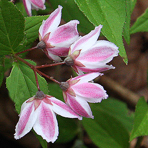 Pink Flowering Deutzia