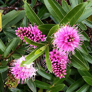 Pink flowering hebe