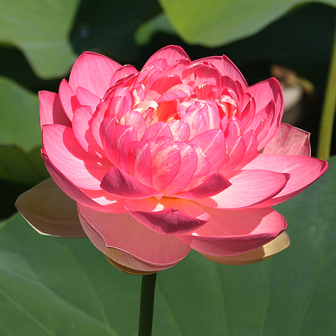 Pink Lotus Flower