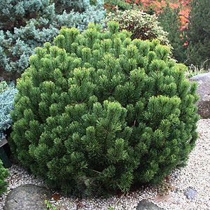 Pinus mugo pumilio