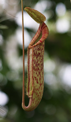 Pitcher Plant