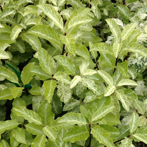 Pittosporum tenuifolium 'Irene Paterson'