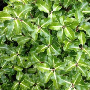 Pittosporum tenuifolium 'Gold Star'