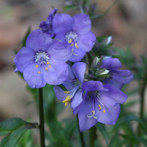 Polemonium 'Bressingham Purple'