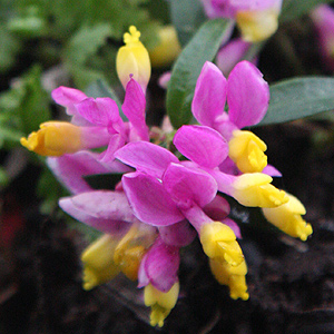 Polygala chamaebuxus