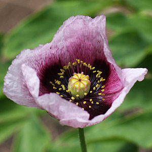 poppy flower