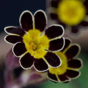 Primula Gold laced group
