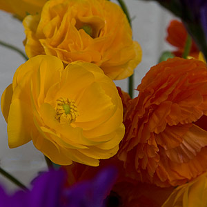 Ranunculus