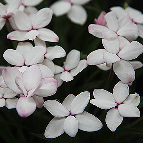 Rhodohypoxis-baurii-pictus