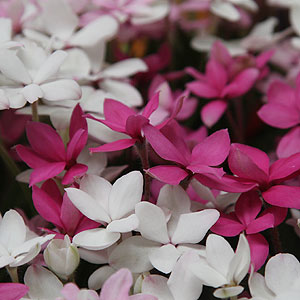 Rhodohypoxis baurii