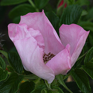 Rugosa Rose