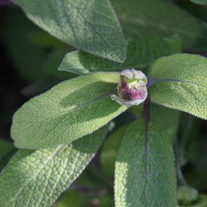 Herb Plant - Sage