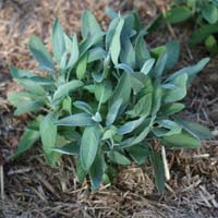 Sage in th kitchen garden
