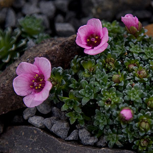 Saxifraga Kabschia 'Bridget  Wilfred'