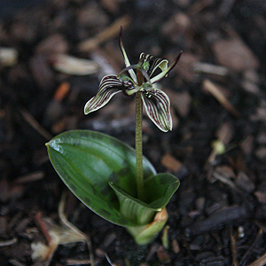 Scoliopus bigelowii