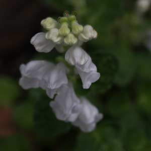 Scutellaria