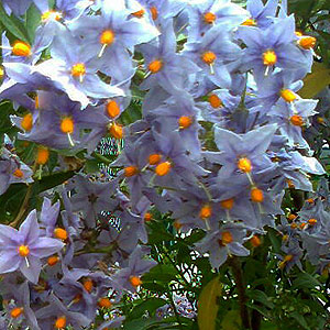 Solanum Crispum