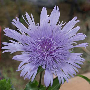 Stokesia Blue Giant or Stokes Blue Aster