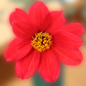 Summer Flowering Bulb Dahlia 'Bishop of Llandaff'