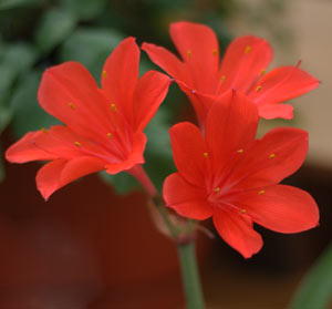 Summer Flowering South African Bulb 