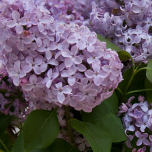 Syringa vulgaris or Lilac