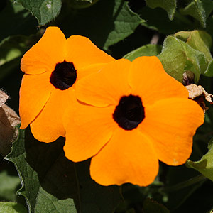 Thunbergia alata Black eyed Susan Vine