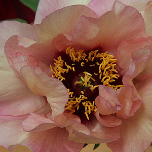 Tree-Peony-Paeonia-suffructicosa-'Marchioness'