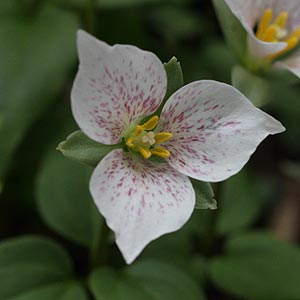 Trillium rivale