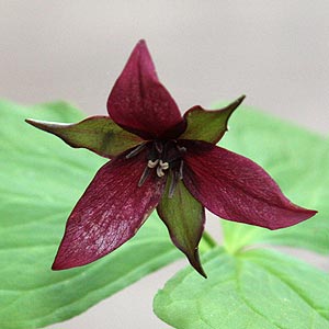 Trillium erectum - Red flowering form