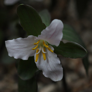 Trillium pusillum