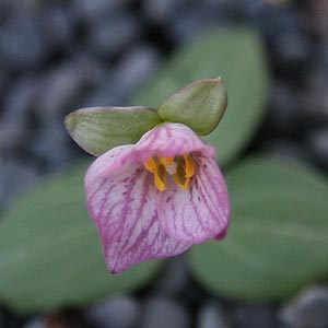 Trillium rivale 'Purple Heart'