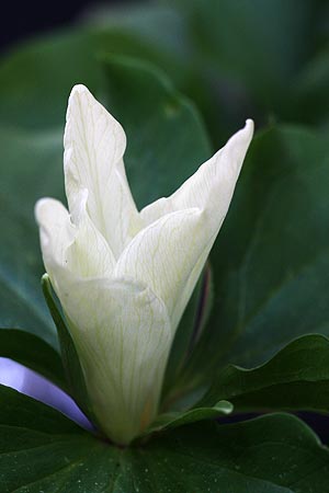 Trillium chloropetalum white flowering