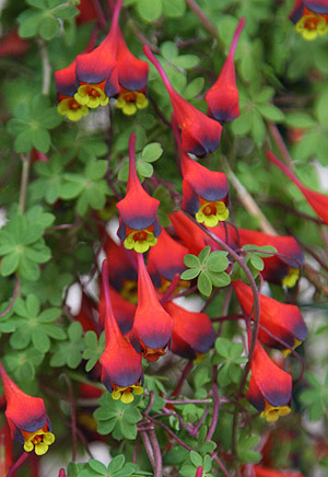 Tropaeolum tricolor