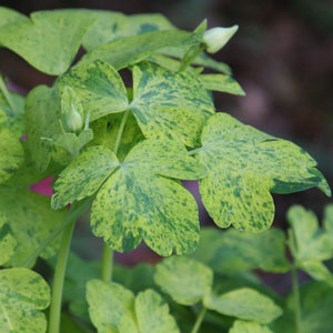 Variegated Aquilegia foliage