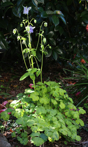 Variegated Aquilegia