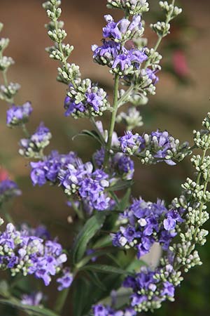 Vitex agnus-castus (Chaste Berry)