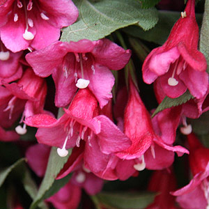 Weigela with red flowers