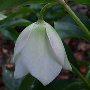 White Hellebore Flower