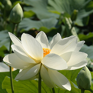 White Lotus Flower