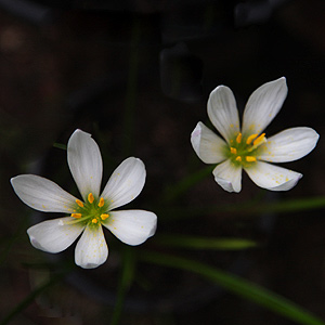 Zephyranthes candida bulbs in flower