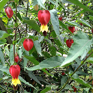 abutilon megapotamicum