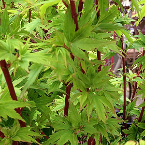 Acer palmatum 'Eddisbury'