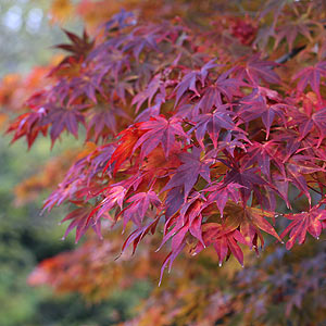 Acer Palmatum Osakazuki