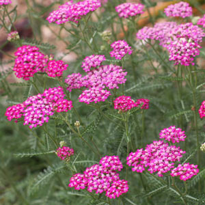 Achillea millefolium