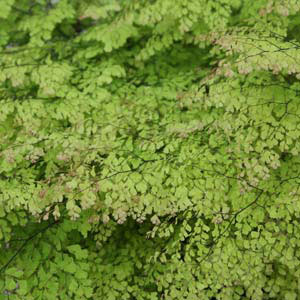 adiantum fern