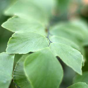 MaidenHair Fern Adiantum peruvianum