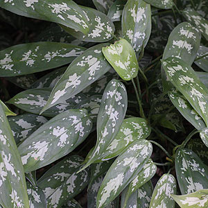 Alocasia longiloba thibautiana