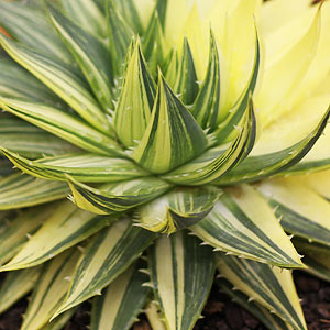 Aloe polyphylla variegata