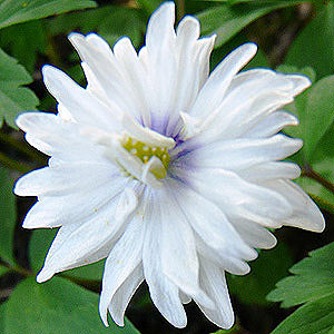 Anemone Nemorosa 'Blue Eyes'